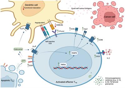 Manipulating regulatory T cells: is it the key to unlocking effective immunotherapy for pancreatic ductal adenocarcinoma?